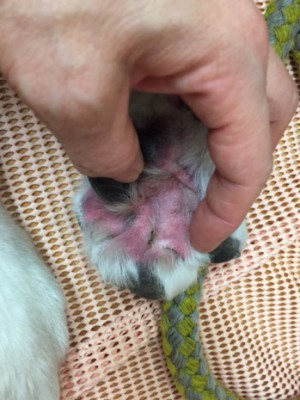 診察中も指の間が痒かったので、始終足先を咬んでいました