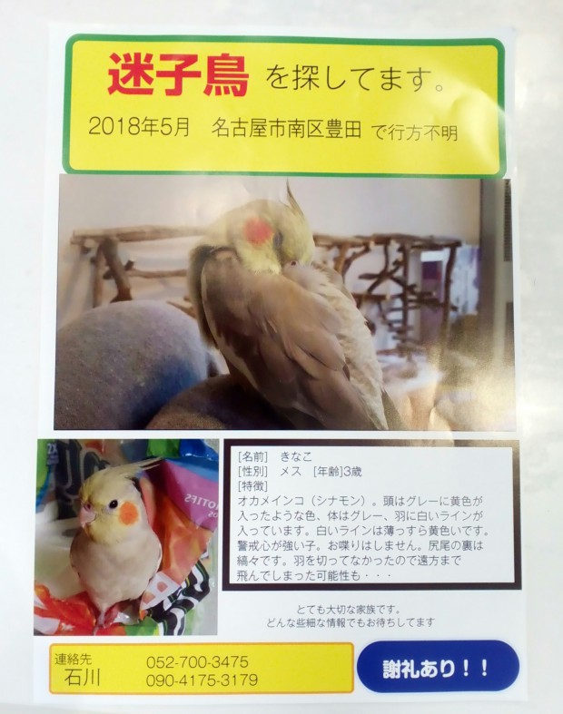 名古屋市南区付近でインコを探しています リリー動物病院 東洋医学クリニック 名古屋市昭和区