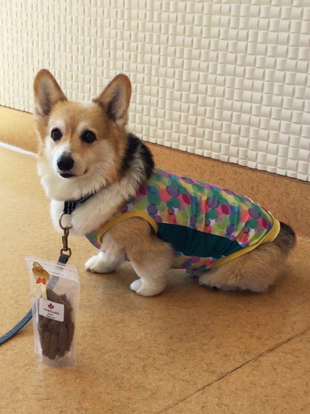 ウェルシュ・コーギーののわちゃん