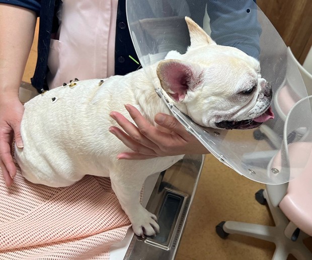 アンジェリーナちゃん