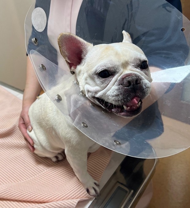 アンジェリーナちゃん