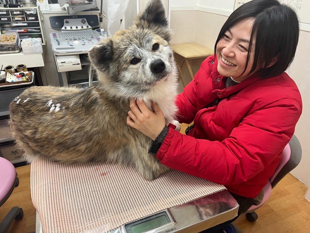 秋田犬のとらちゃん