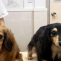 カニンヘン・ダックスフンドのペシュちゃん（4才・左）とポムちゃん（6才・右）