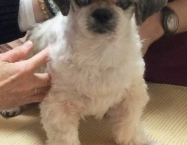 シーズーのちびちゃん