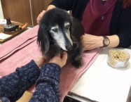 ミニチュアダックスフンドのチロルちゃん