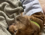 チャーリーちゃん