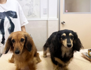 カニンヘン・ダックスフンドのペシュちゃん（4才・左）とポムちゃん（6才・右）