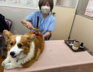 阿久比の病院にお見えになった飼い主さま