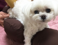 アンジーくん