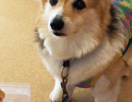 ウェルシュ・コーギーののわちゃん