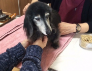 ミニチュアダックスフンドのチロルちゃん