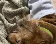 チャーリーちゃん
