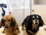 カニンヘン・ダックスフンドのペシュちゃん（4才・左）とポムちゃん（6才・右）