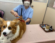 阿久比の病院にお見えになった飼い主さま