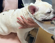 アンジェリーナちゃん